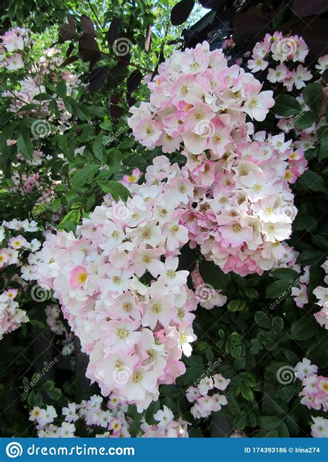 Beautiful Pale Pink Roses Stock Photo Image Of Garden 174393186