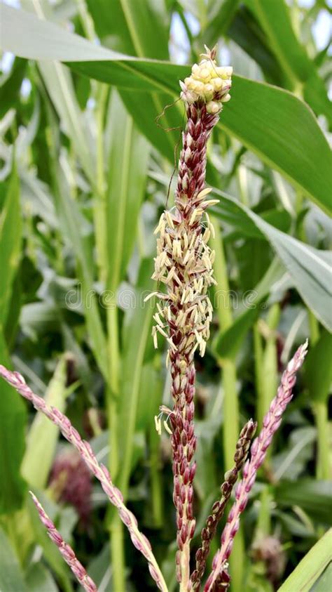 Blooming Maize Zea Mays In The Field Inflorescence Of Male Flowers