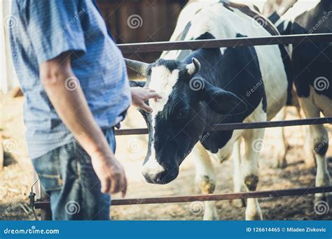 Love For Animals Stock Image Image Of Stall Farmer 126614465