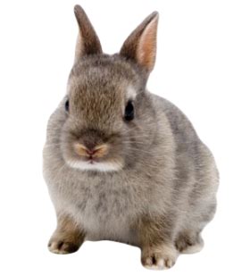 Rabbit PNG images, free png rabbit pictures download | Dwarf rabbit, Pet rabbit, Rabbit breeds