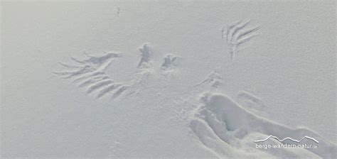 Trotzdem sind sie sich unsicher ob es nun die wildschweinspuren sind, oder die vom reh ein winterspaziergang durch den schnee kann ein erlebnis sein. Schneeschuhtouren im Tölzer Land • Berge-Wandern-Natur.de
