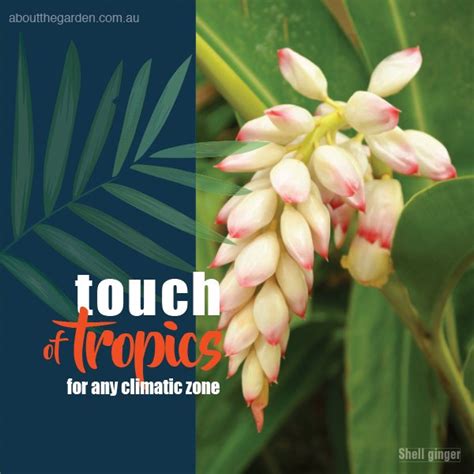 Tropical Plants For Any Climate About The Garden Magazine