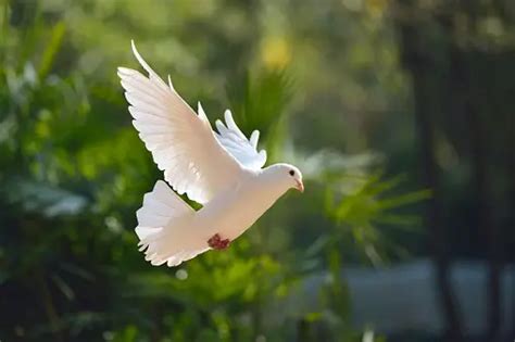 500 Dove Pictures Hd Download Free Images And Stock Photos On Unsplash