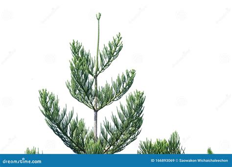 Pine Tree With Branches Leaves On White Isolated Background Stock Image