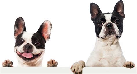 Boston Terrier Vs French Bulldog Whats The Difference Nz