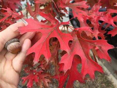 Scarlet Oak Tree Facts Adelia Severson