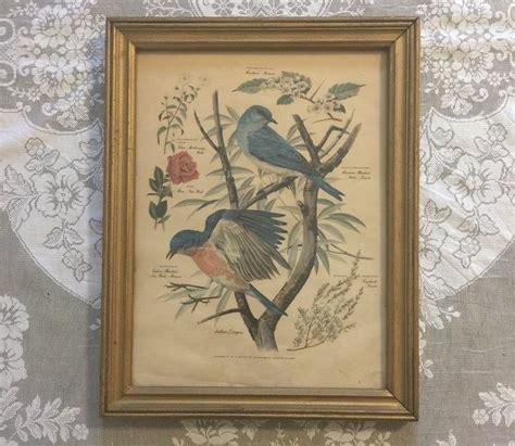 Framed Arthur Singer Botanical Bird Lithograph Print Bluebird Etsy
