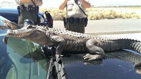10 Foot Alligator Strolls Along Florida Highway
