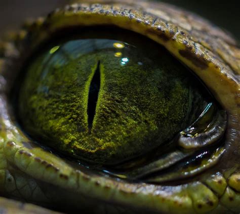 Reptile Eye Wallpapers Top Những Hình Ảnh Đẹp