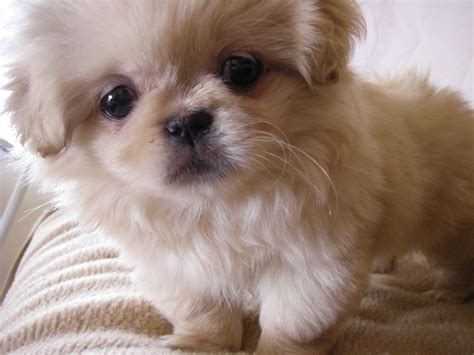 I have six pekingese puppies for sale. Pekingese small dog breed ~ Breeds of small dogs : best small dog breeds