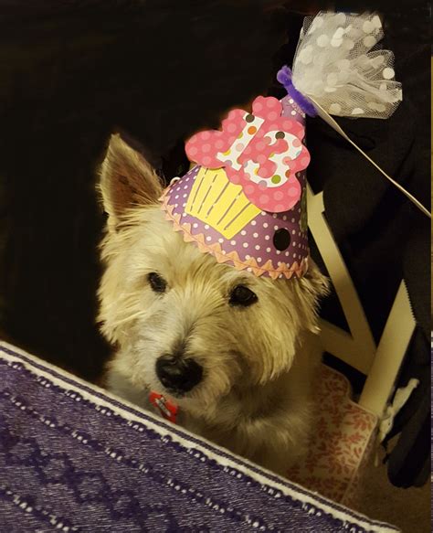 Dog Birthday Hats Personalized Pet Hats Hand Made Hats For Your