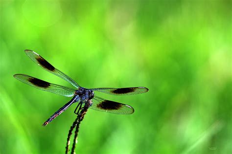 Dragonfly Resting Photograph By Frank Feliciano Fine Art America