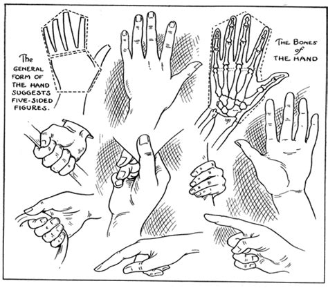 Learn How To Draw Hands With Drawing Lesson And Hands Positions Reference