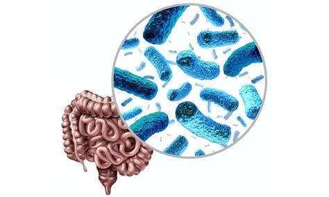 Microbiota Seres Humanos Ecología Ejemplos Y Conceptos