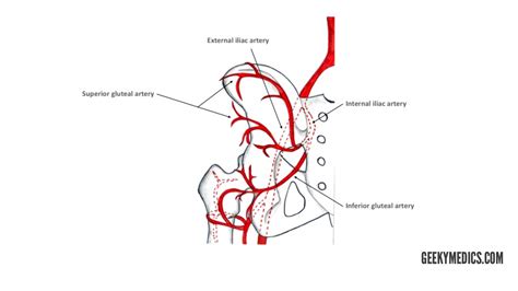 Arterial Supply Of The Thigh And Gluteal Region Geeky Medics