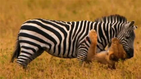 Lions Attacking Zebra Lion Vs Zebra 2016 Youtube