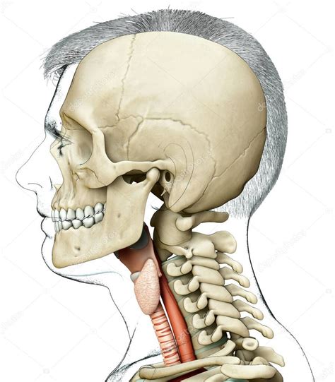 3d Renderizado Ilustración Médicamente Precisa De La Anatomía De La