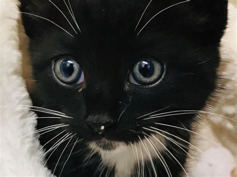 Kitten Rescued From Under Car Bonnet After 30 Mile Journey Shropshire Star