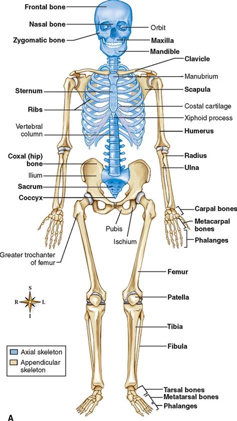 Label The Major Bones Of The Skeleton Anterior View And Posterior View Sexiz Pix