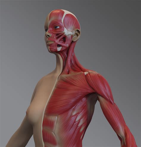 Artstation Female Muscular Anatomy Model