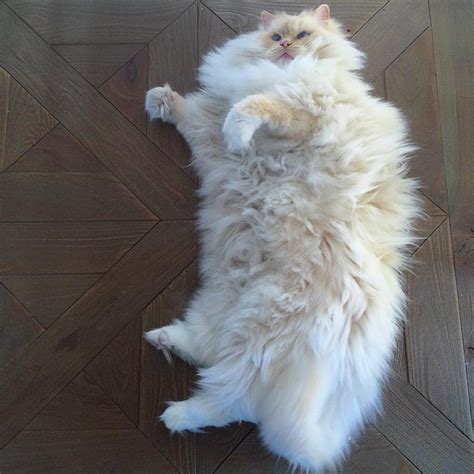 Incredibly Fluffy Ragdoll Cat Resembles A Giant Cuddly Cotton Ball