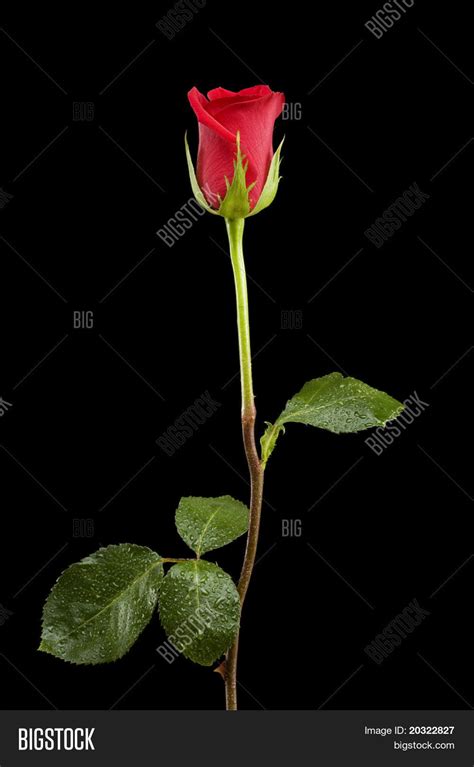 Single Red Rose Long Stem Leaves Image And Photo Bigstock