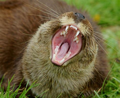 The Amazing River Otters Of North America Celestialpets
