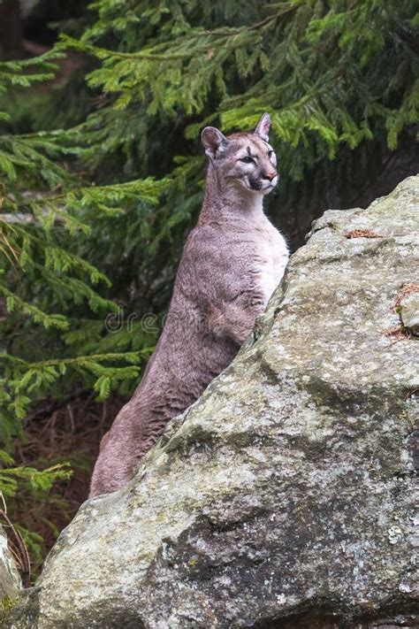 Cougar Puma Concolor Also Commonly Known As The Mountain Lion Puma