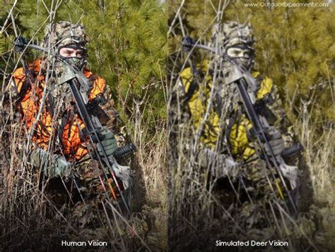 Best Camo Patterns For Deer Hunting Expert Guide