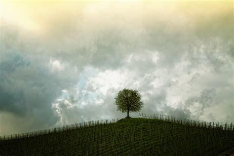 Free Photo Green Tree Under The Grey And Yellow Sky Clouds Grass