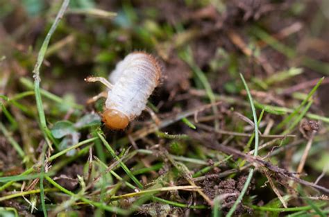 How To Get Rid Of Chafer Grubs In Lawns Uk