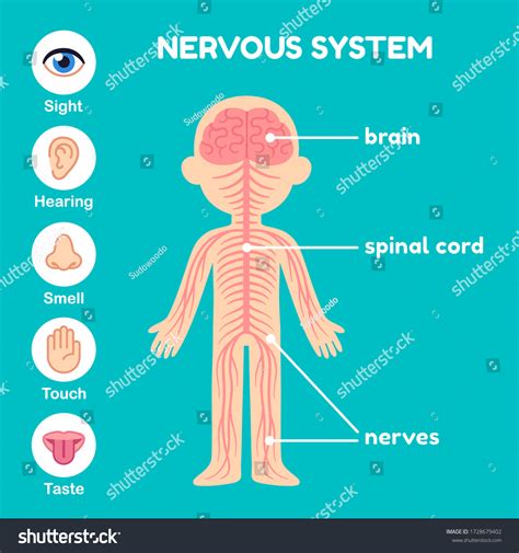 Nervous System Educational Anatomy Infographic Chart Vrogue Co