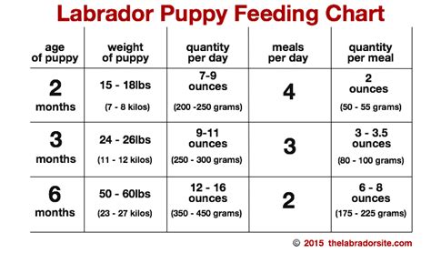 Large breeds should be fed unmoistened dry food by 9 or 10 weeks; Feeding Your Labrador Puppy - Full Guide and Diet Chart