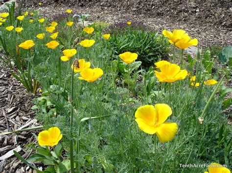 Check spelling or type a new query. 6 Flowers to Grow in the Vegetable Garden | Backyard ...