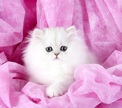 This beauty queen is one of the most beautiful kitties! Teacup Persian Prices | Teacup Persian Cat Prices | Teacup ...