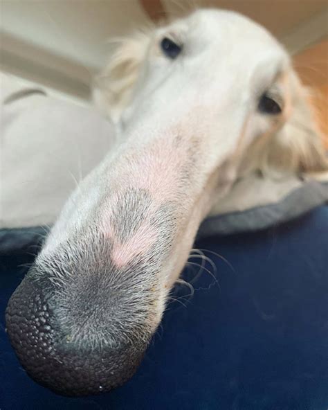 Meet Eris Dog With An Unusually Long Snout