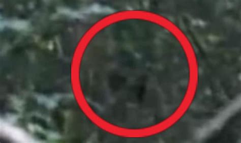 Bigfoot Caught On Camera Yeti Like Creature Spotted On Welsh