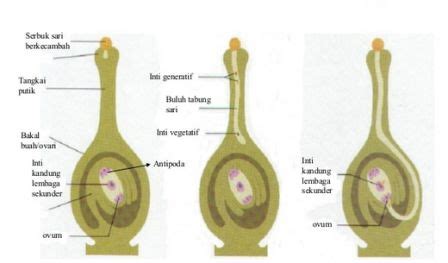 Bunga matahari atau biasa disebut sunflower tidak hanya memiliki bentuk mirip dengan matahari, tetapi pertumbuhannya juga sangat bergantung pada intensitas sinar matahari. Tiga Macam Gerak Pada Tumbuhan - Plengdut.com: Learning ...