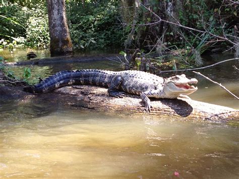 Gator Sunning In A Swamp In Louisiana Animal Sounds Animals Swamp