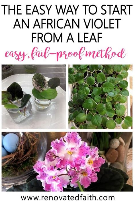 How To Propagate African Violets In Water The Easiest Way By Far