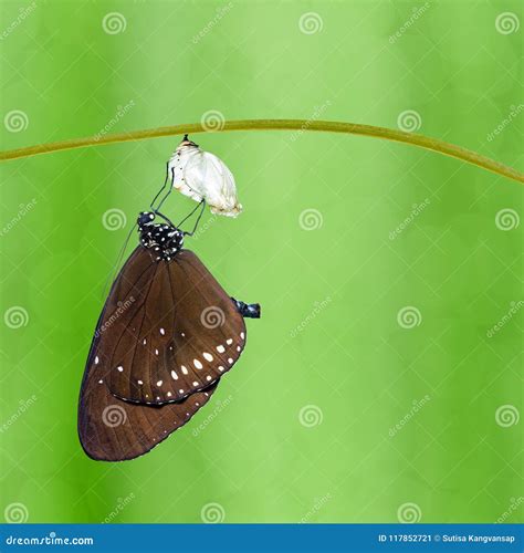 Common Crow Butterfly Euploea Core Emerged From Pupa Hanging Stock Image Image Of White