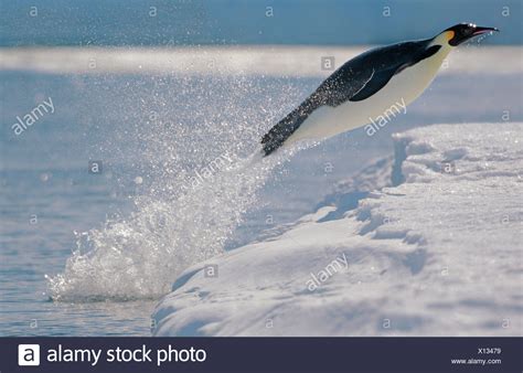 Penguins Jumping High Resolution Stock Photography And Images Alamy