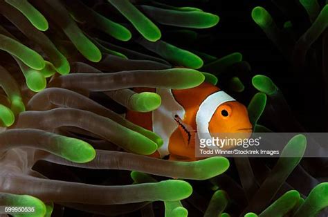 Percula Clownfish Photos And Premium High Res Pictures Getty Images