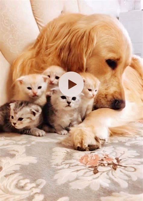 Dog And Kittens 😍 Cute Dogs Dogs Kittens