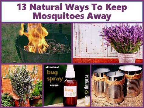 Born And Raised In The South 13 Natural Ways To Keep Mosquitoes Away