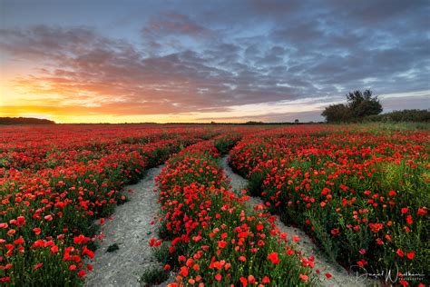 Daniel Wretham Photography Poppy Fields And Locations Dorset Poppies