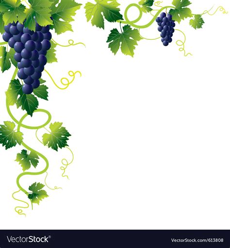 Grape Vines Royalty Free Vector Image Vectorstock
