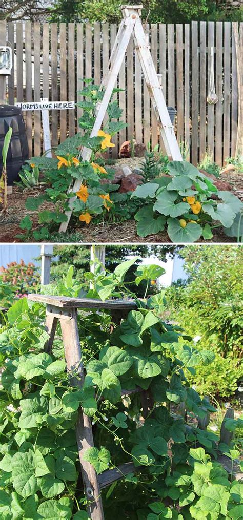 19 Successful Diy Trellis Ideas For Vegetables And Fruits