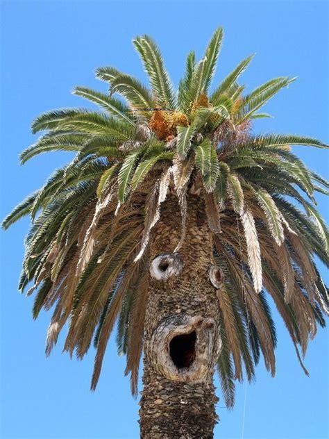 Surprised Palm Tree Face Tree Faces Weird Trees Funny Pictures