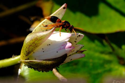 Brisbane Potter Wasp Abispa Ephippium Meltb Flickr